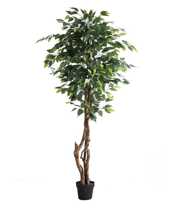 FICUS TREE NP5209_180 ΥΨΟΣ 180cm NewPlan